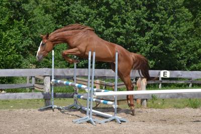 Jument sbs 7 ans par ogano sitte 