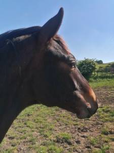 Poulain 2 ans sf