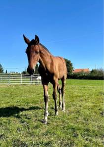 Poulain pre pp