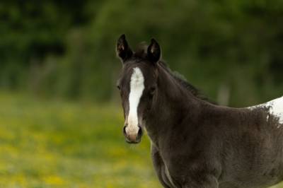 Veulen (ml) appaloosa te koop 2025 zwart , the miracle fine