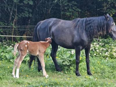 à réserver poulain appaloosa