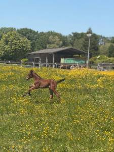 Pouliche par balou du reventon