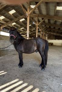 Poney shetland pp