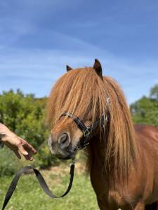 Ponette shetland pp