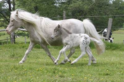 Pouliche miniature tobiano léopard silver