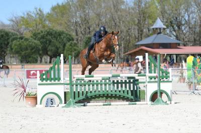 Jackpot de landat top cheval cso/hunter