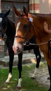 Trotteuse