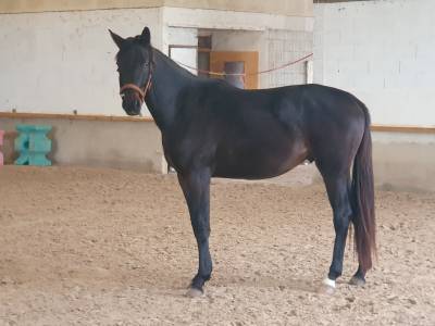 3ans par totillas
