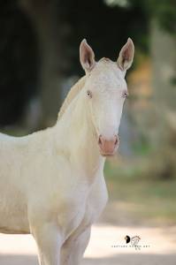 Poulain psl