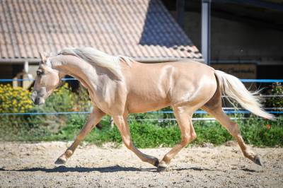 Cheval pure race espagnole