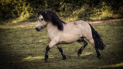 Laska de st bris : etalon shetland grand standard 
