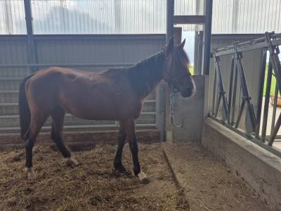 à vendre – trotteur français plein papiers de 4 ans ent