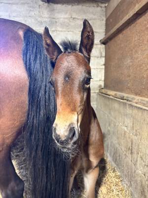 Foal male pfs