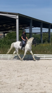 Cheval maître d’école 