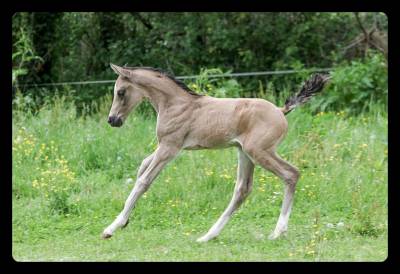 Foal tres grosse qualite - pour dressage