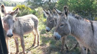 Ane de Provence