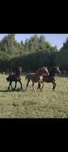 Poulain sf 1 an