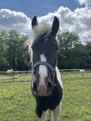 PONETTE PIE