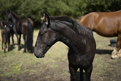 Poulain frison pp