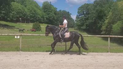 Pure race espagnole noir