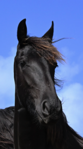 Pouliche frison pp