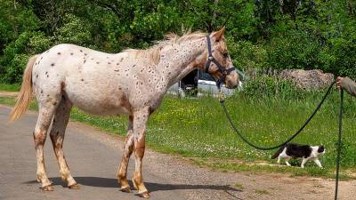 Poulain appaloosa pp (2024)