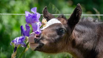 Pouliche appaloosa pp (2025)