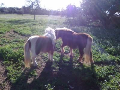 2 PONIS /HEMBRA/ EN VENTA