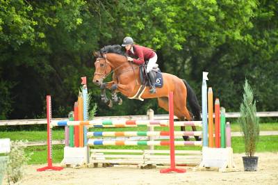 Hongre 5 ans amateur élite/ 130