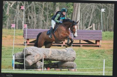 Hongre 10 ans pour cce, cso, hunter, tres bon mental