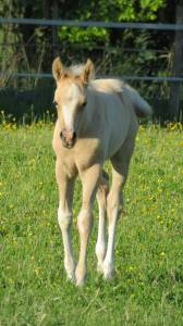 Pouliche palomino sabino demi sang arabe