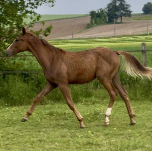 Poulain dressage sir donnerhall x romanov 