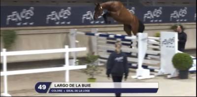 A vendre - hongre sf 4 ans (colore x idéal de la loge)