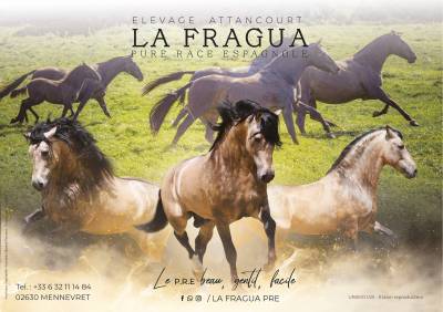 Superbe pouliche espagnole baroque 1m65