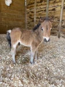 Shetland mini pp