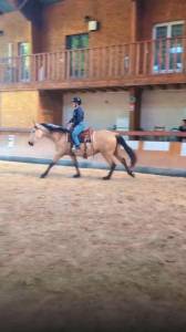 Caballo castrado PRE Pura Raza Española En venta 2022 Isabelo por REBELDE XXX