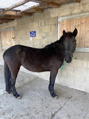 Ponette / poulain