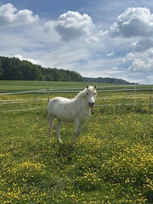 Cheval camargue à vendre 