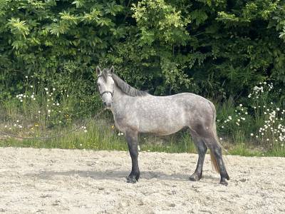 Poney D de 4ans