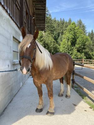 Cheval trait breton 