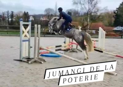 Foal pfs PRINCE DES CHÊNES DOR 