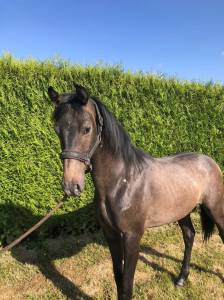 Poulain de 1 ans cso