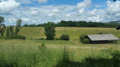 Herbe sur pied