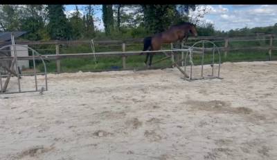 Jument zangersheide de 5 ans