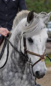 Petit cheval 9 ans
