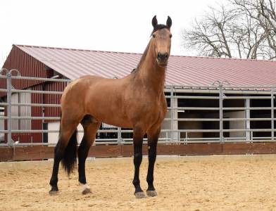 Caballo castrado PRE Pura Raza Española En venta 2015 Isabelo