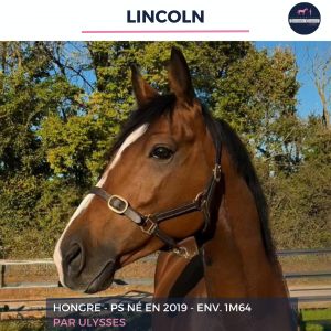 Gelding thoroughbred for sale 2019 bay