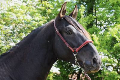 Caballo entero PRE Pura Raza Española En venta 2022 Negro por SENI URANIO