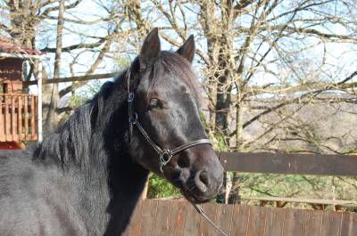 	 MISTRAL, un poulain tout en finesse