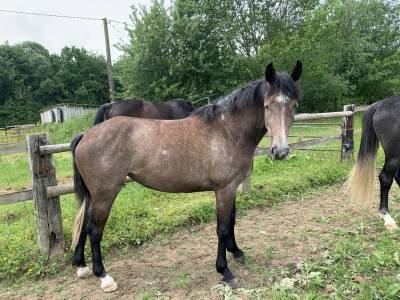 Jument 4 ans gros moyens